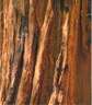 Cedarwood