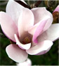 Magnolia