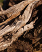 Cedar