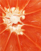 Grapefruit